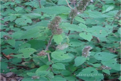 Pogostemon wightii